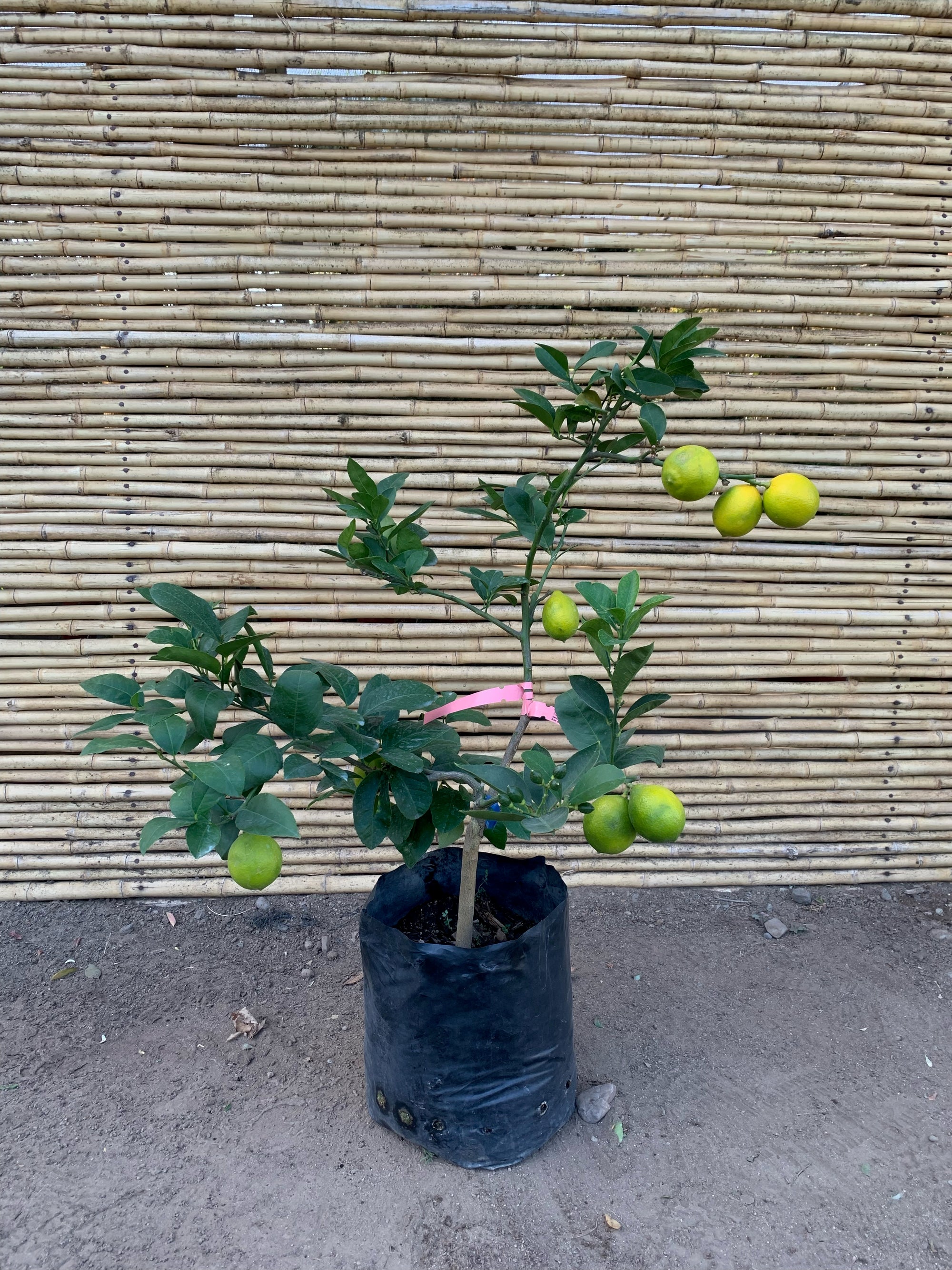 Limón Meyer - Citrus meyeri  (2)