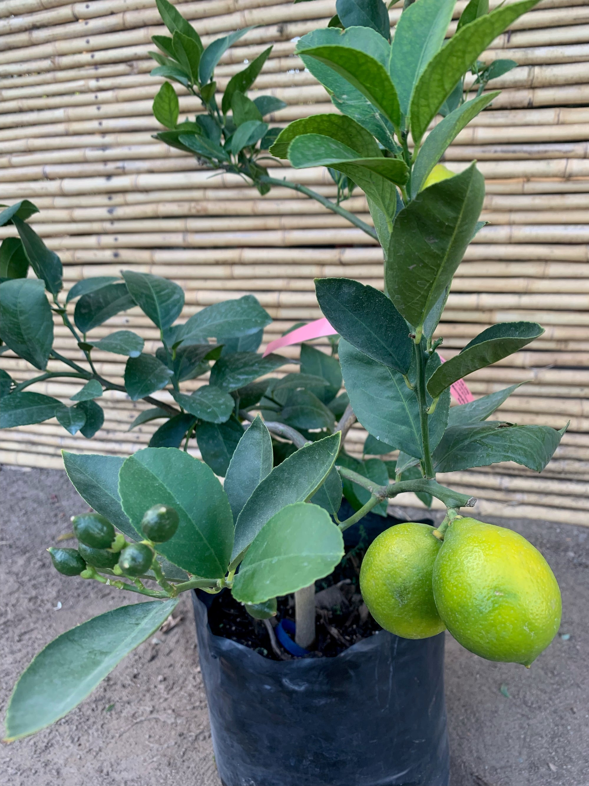 Limón Meyer - Citrus meyeri  (2)