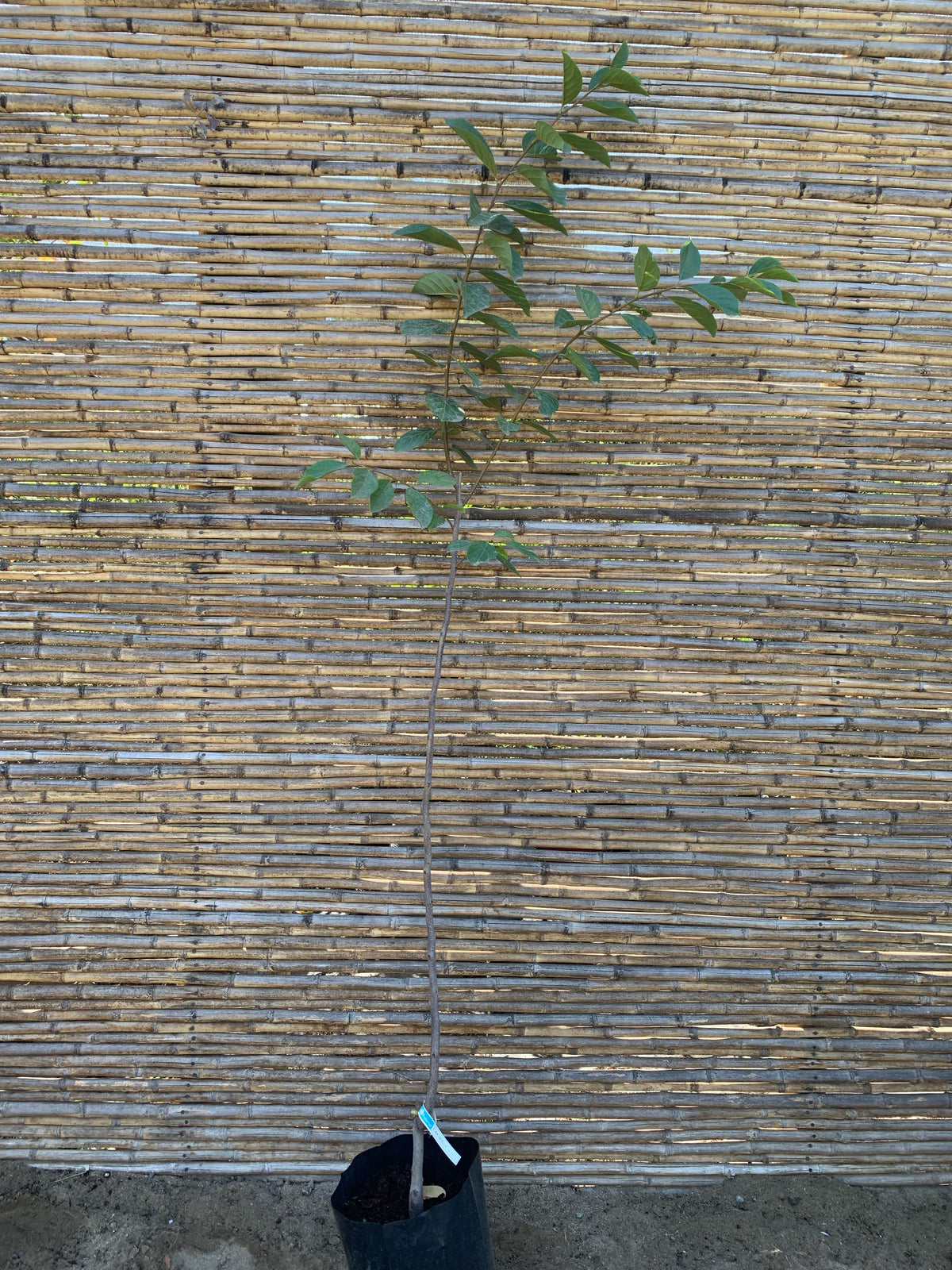 Mancaqui - Diospyros kaki L.