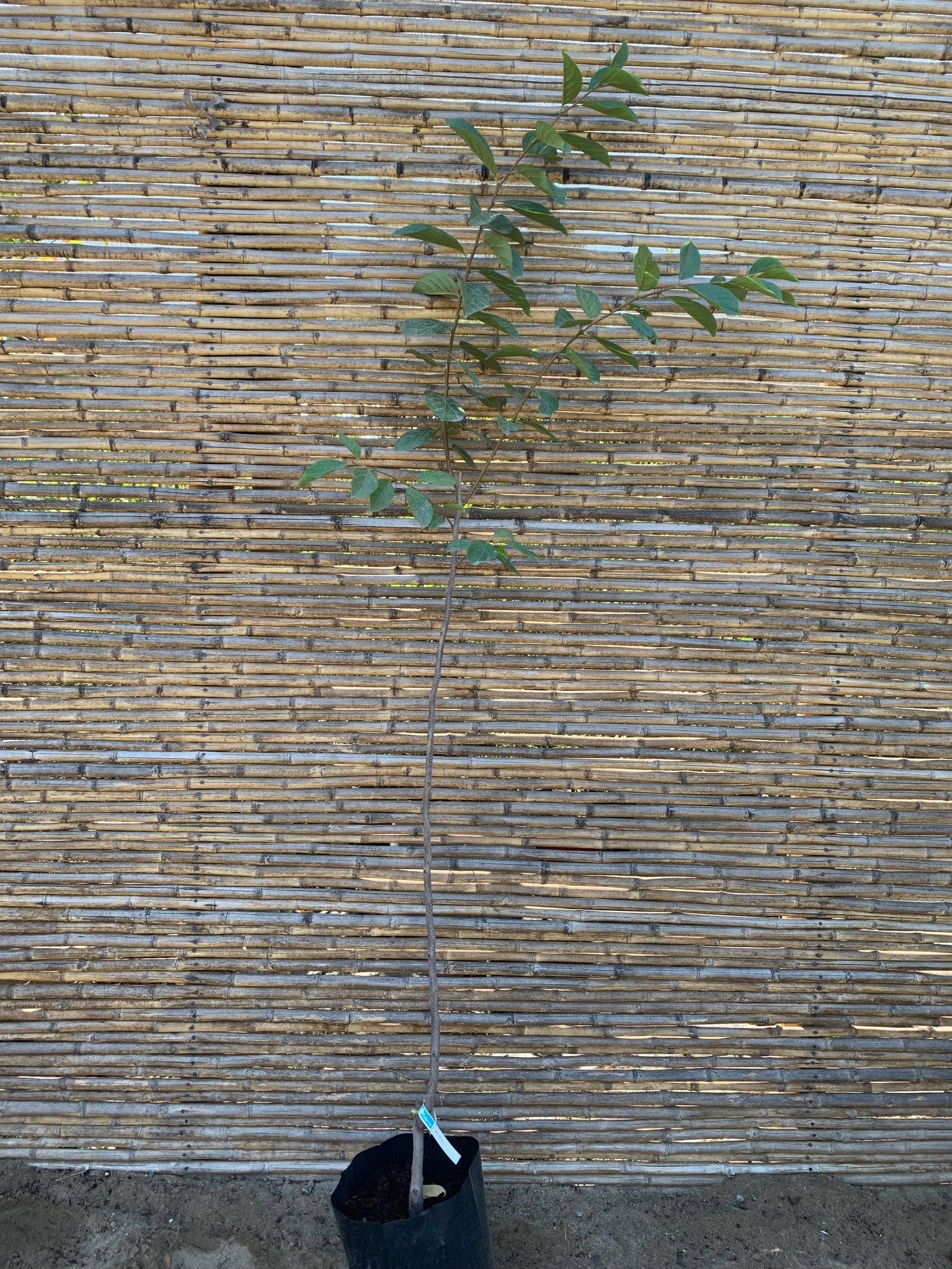 Mancaqui - Diospyros kaki L.