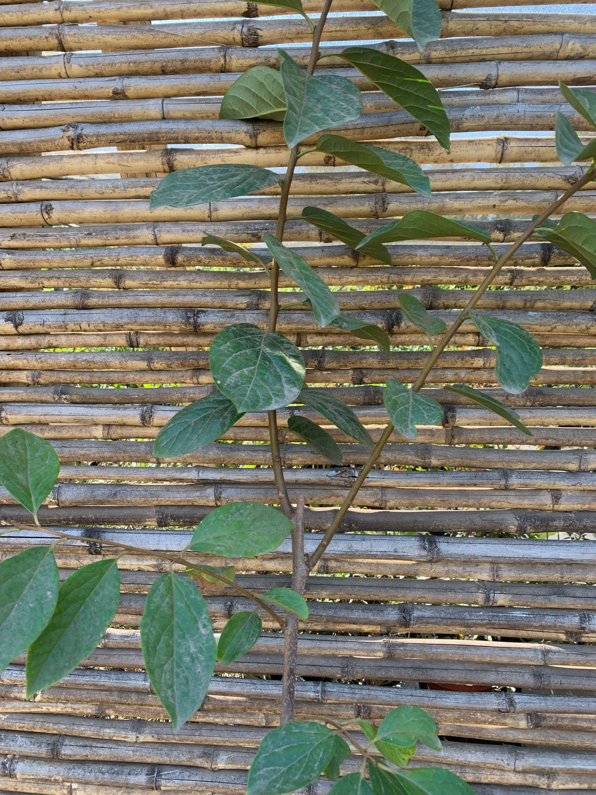 Mancaqui - Diospyros kaki L.