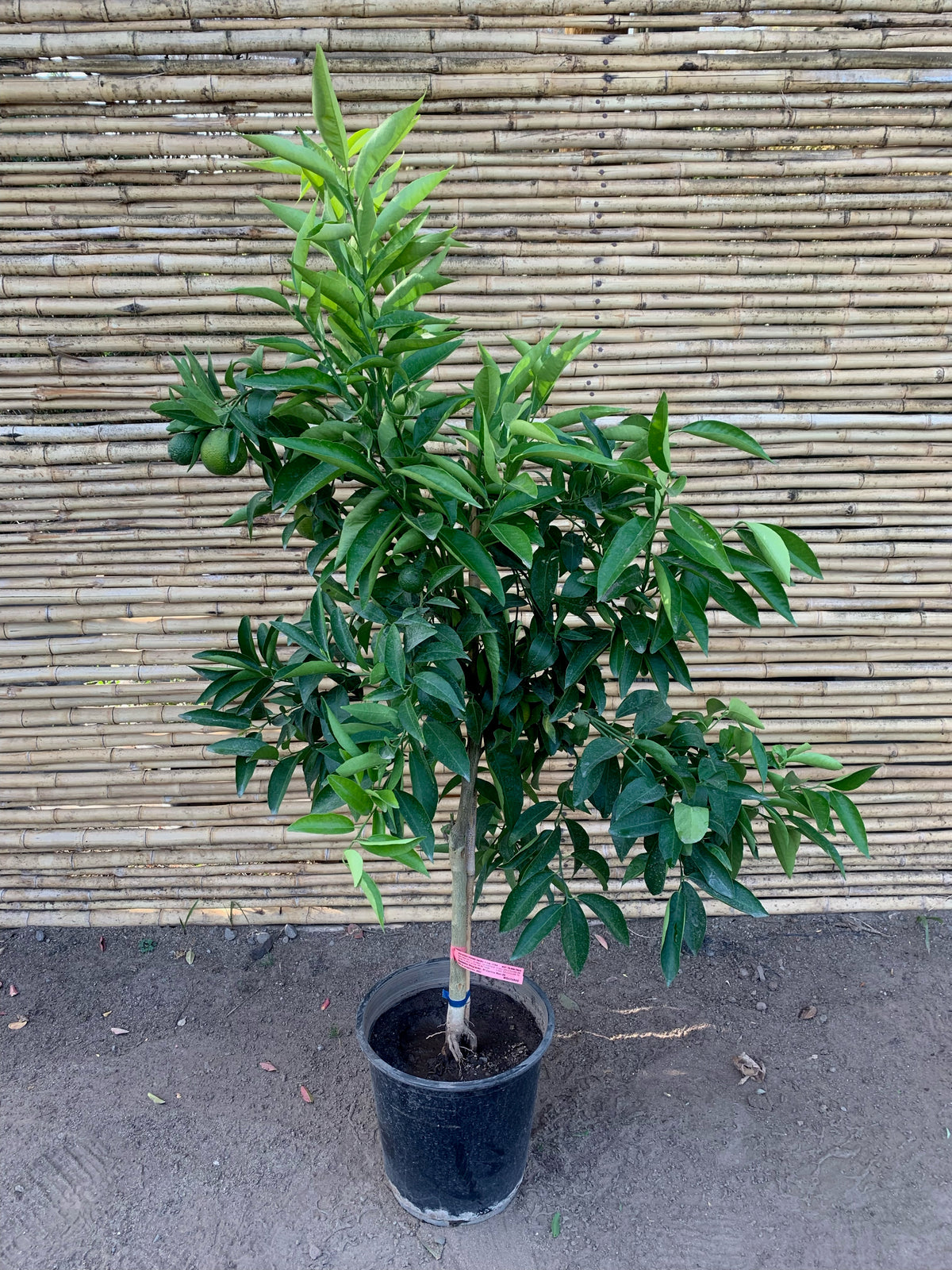 Mandarino - Citrus reticulata