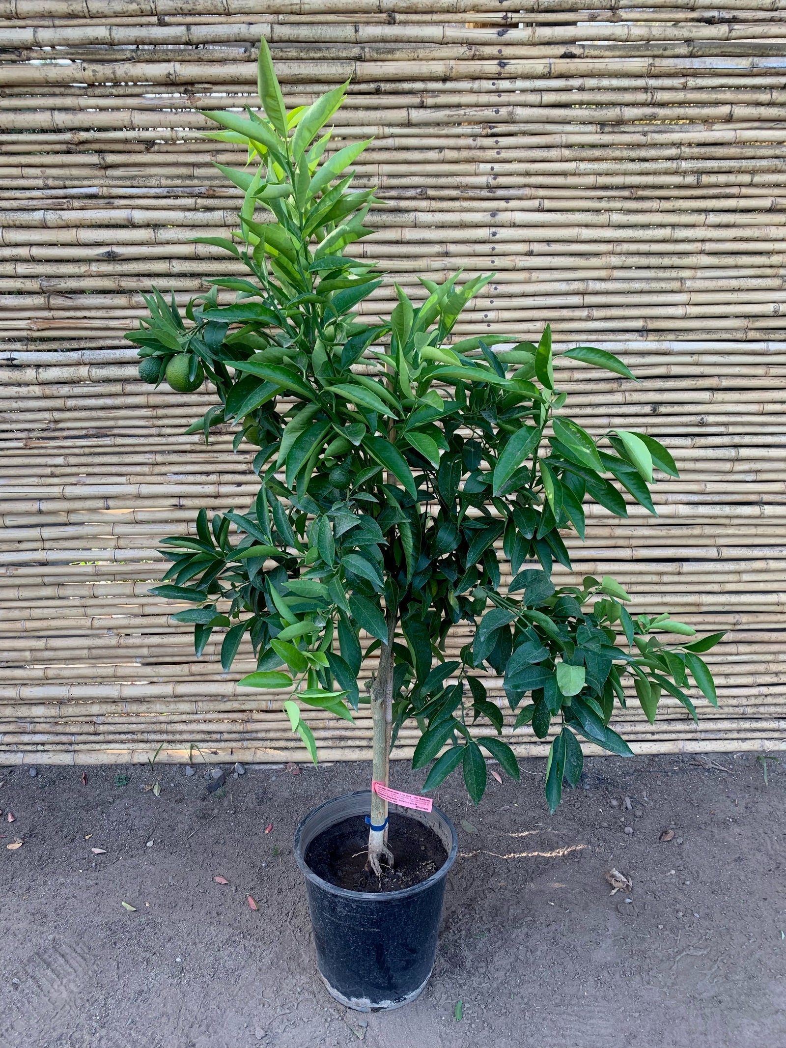 Mandarino - Citrus reticulata