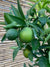 Mandarino - Citrus reticulata