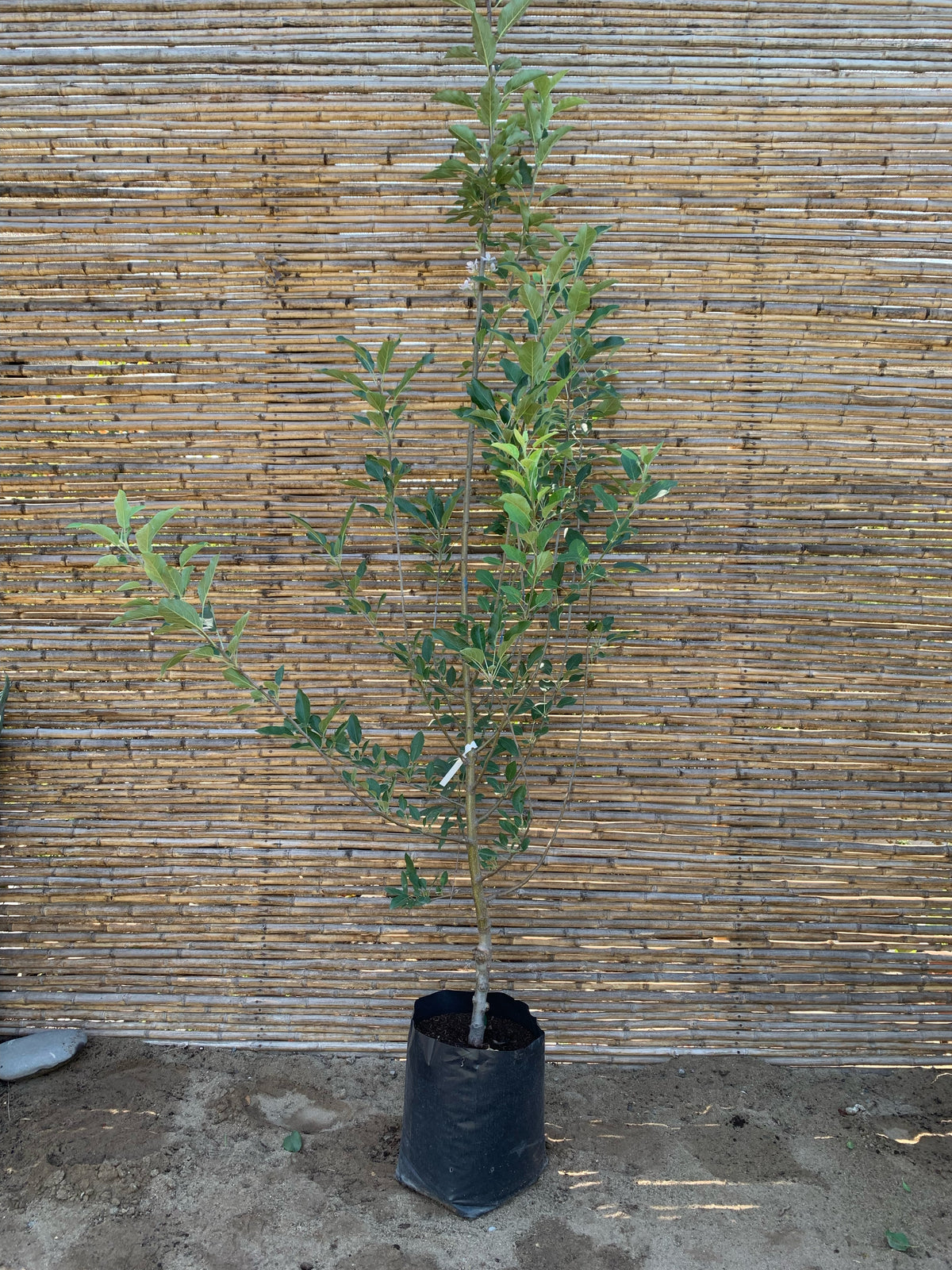 Manzano Royal Gala - Malus domestica 'Gala'