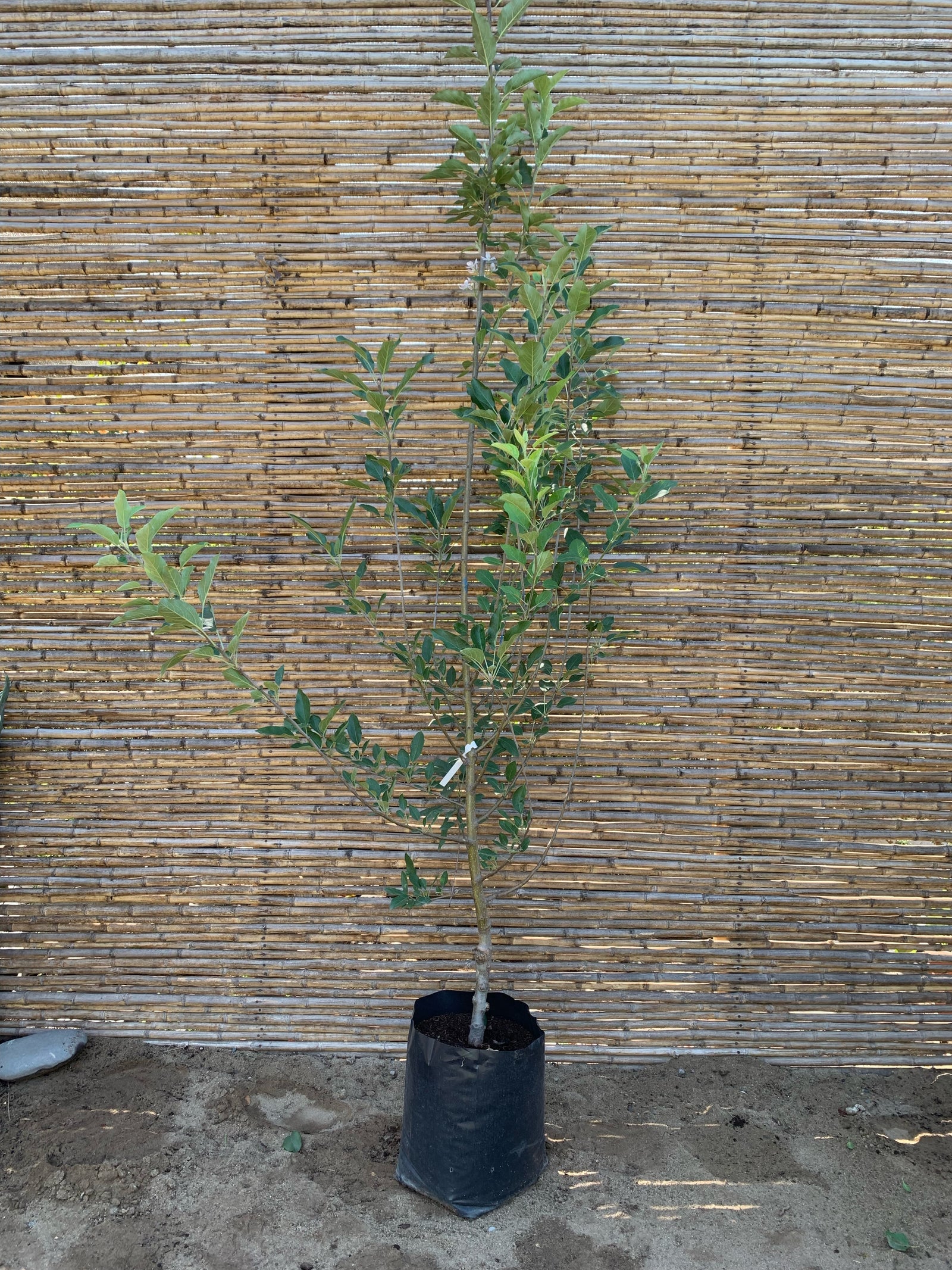 Manzano Royal Gala - Malus domestica 'Gala'