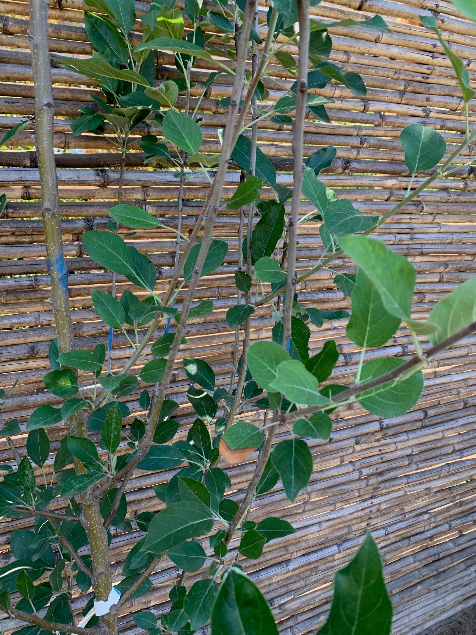 Manzano Royal Gala - Malus domestica 'Gala'