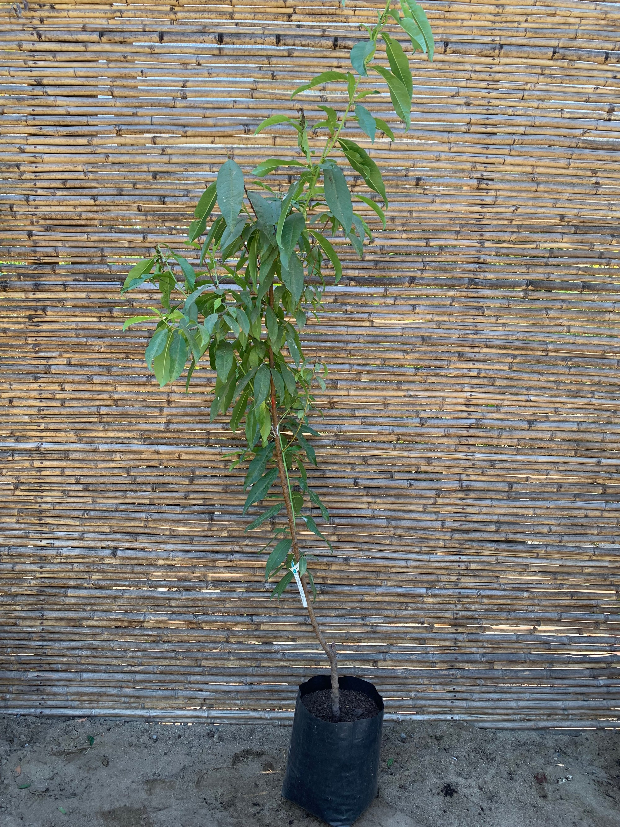 Durazno Nectarín Platano - Prunus persica var. Nectarin