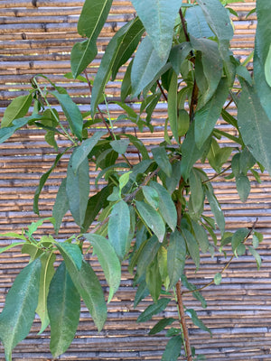 Durazno Nectarín Platano - Prunus persica var. Nectarin