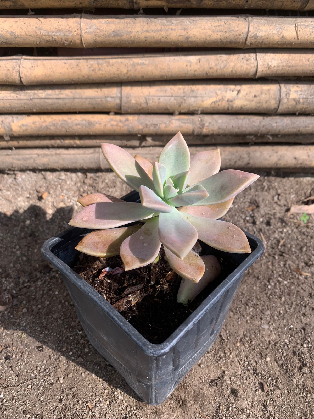 Graptopetalum