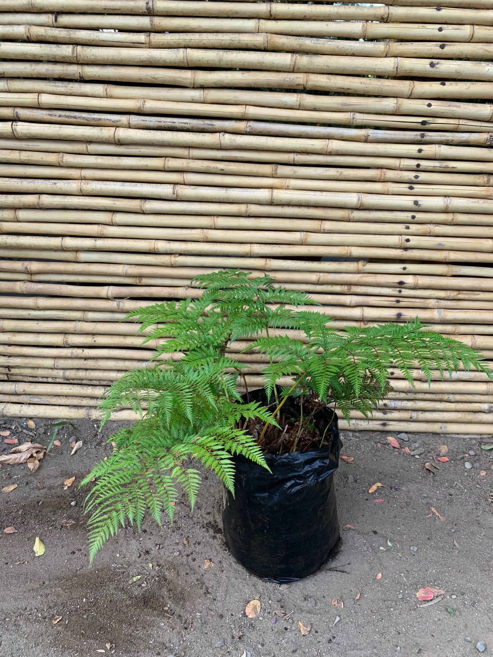 Helecho Paragua - Lophosoria Quadripinnata (0.4m)