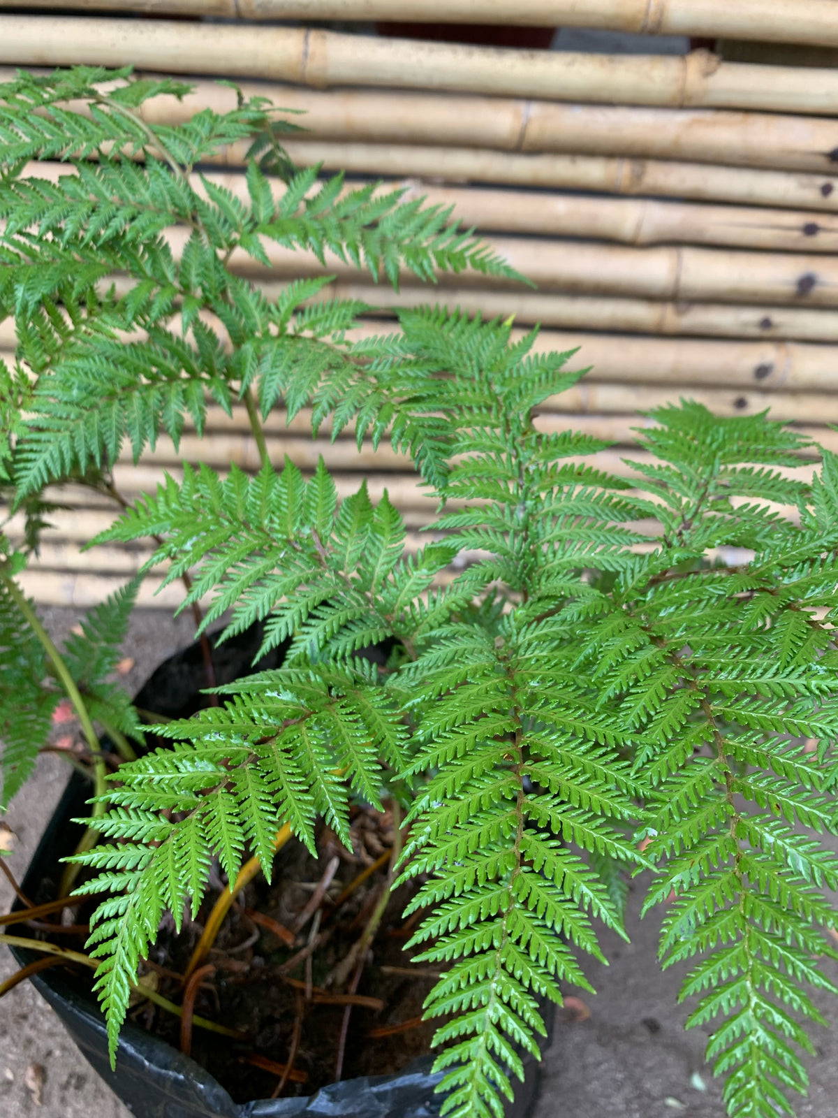 Helecho Paragua - Lophosoria Quadripinnata (0.4m)