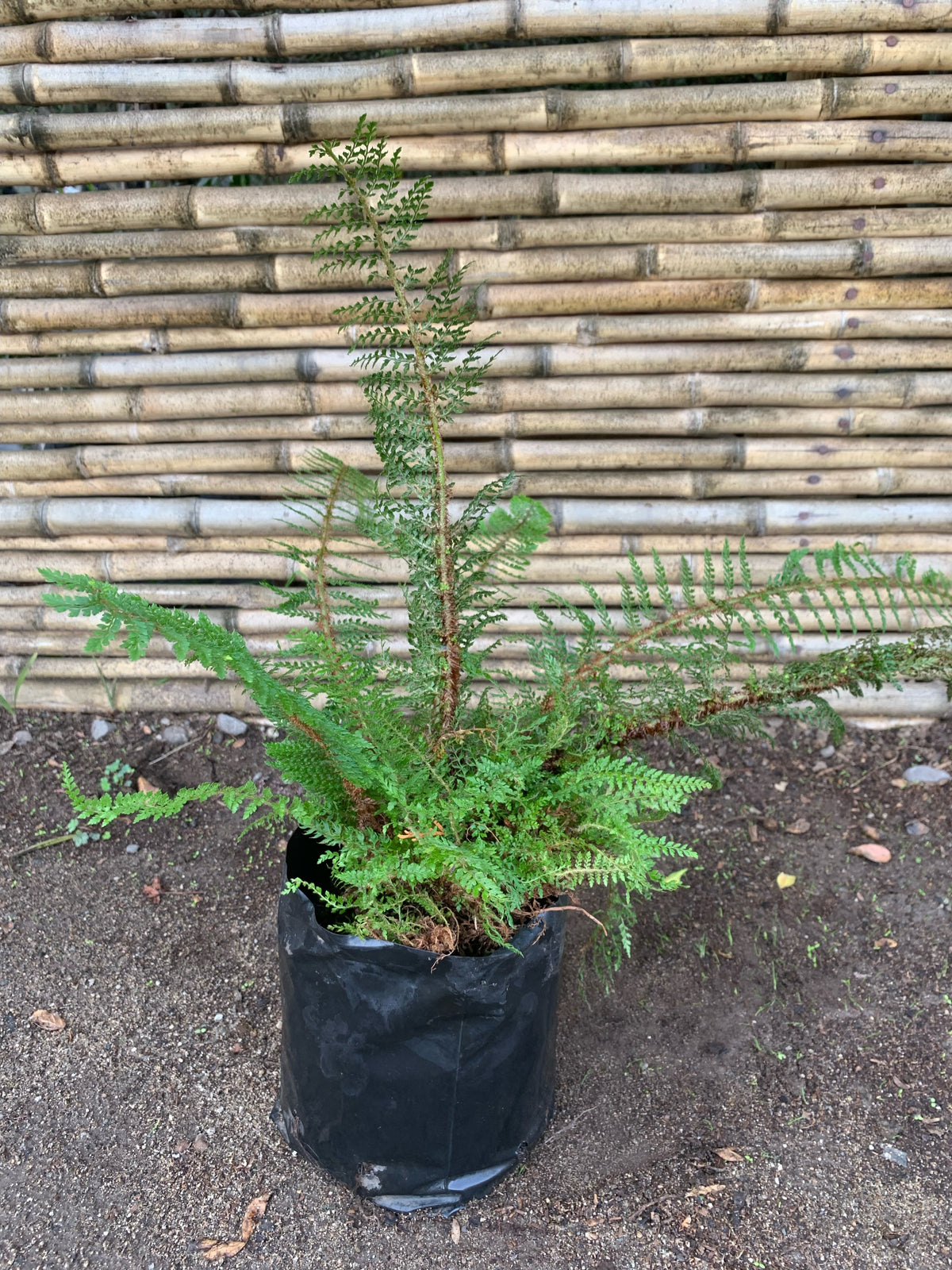 Helecho Polistichum - Polystichum Setiferum