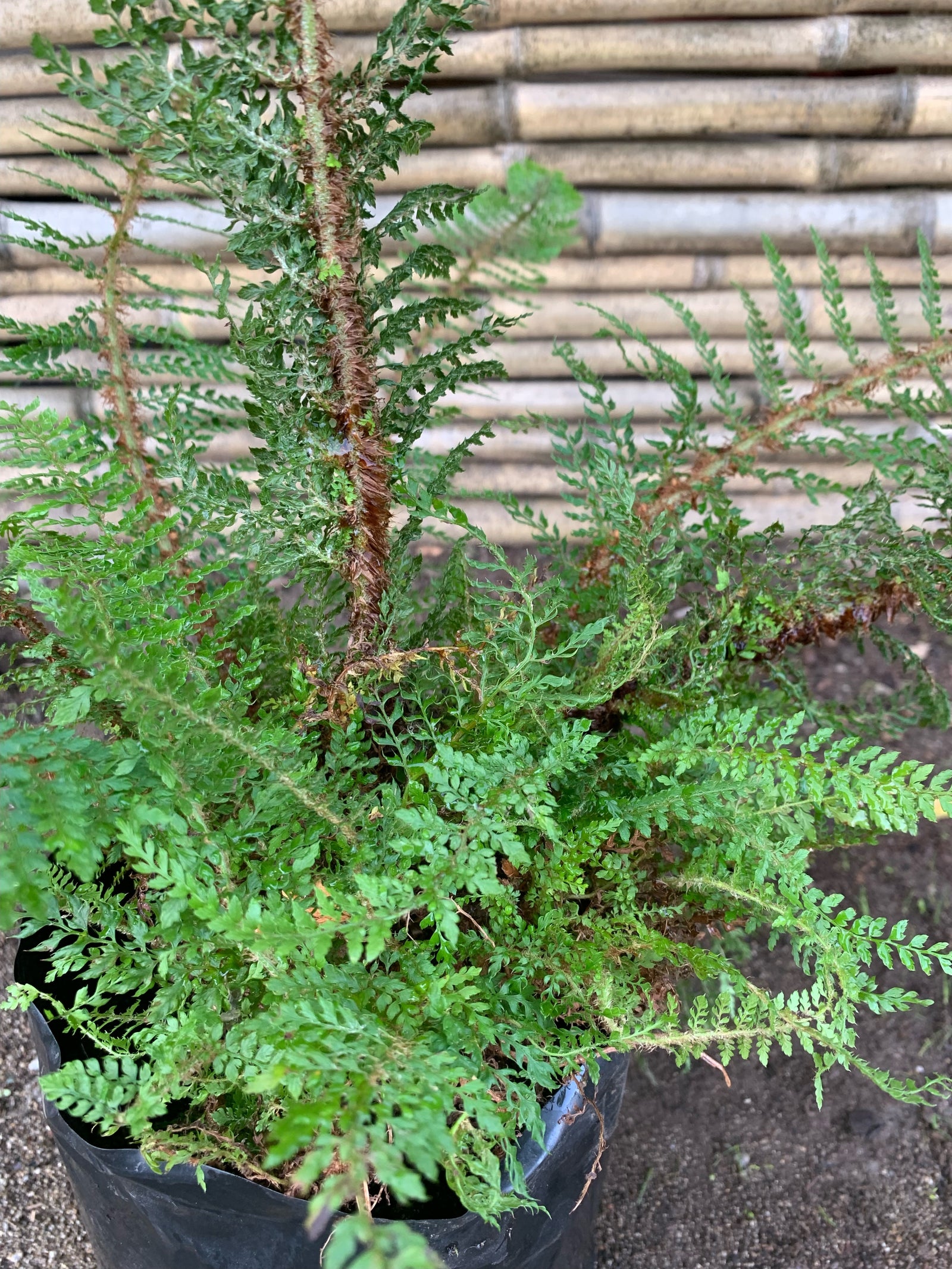 Helecho Polistichum - Polystichum Setiferum