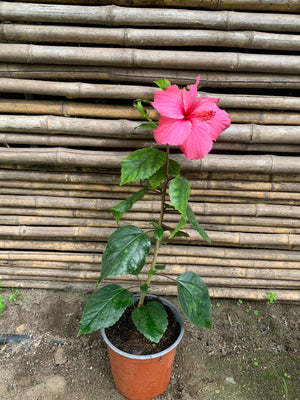 Hibisco simple rosado