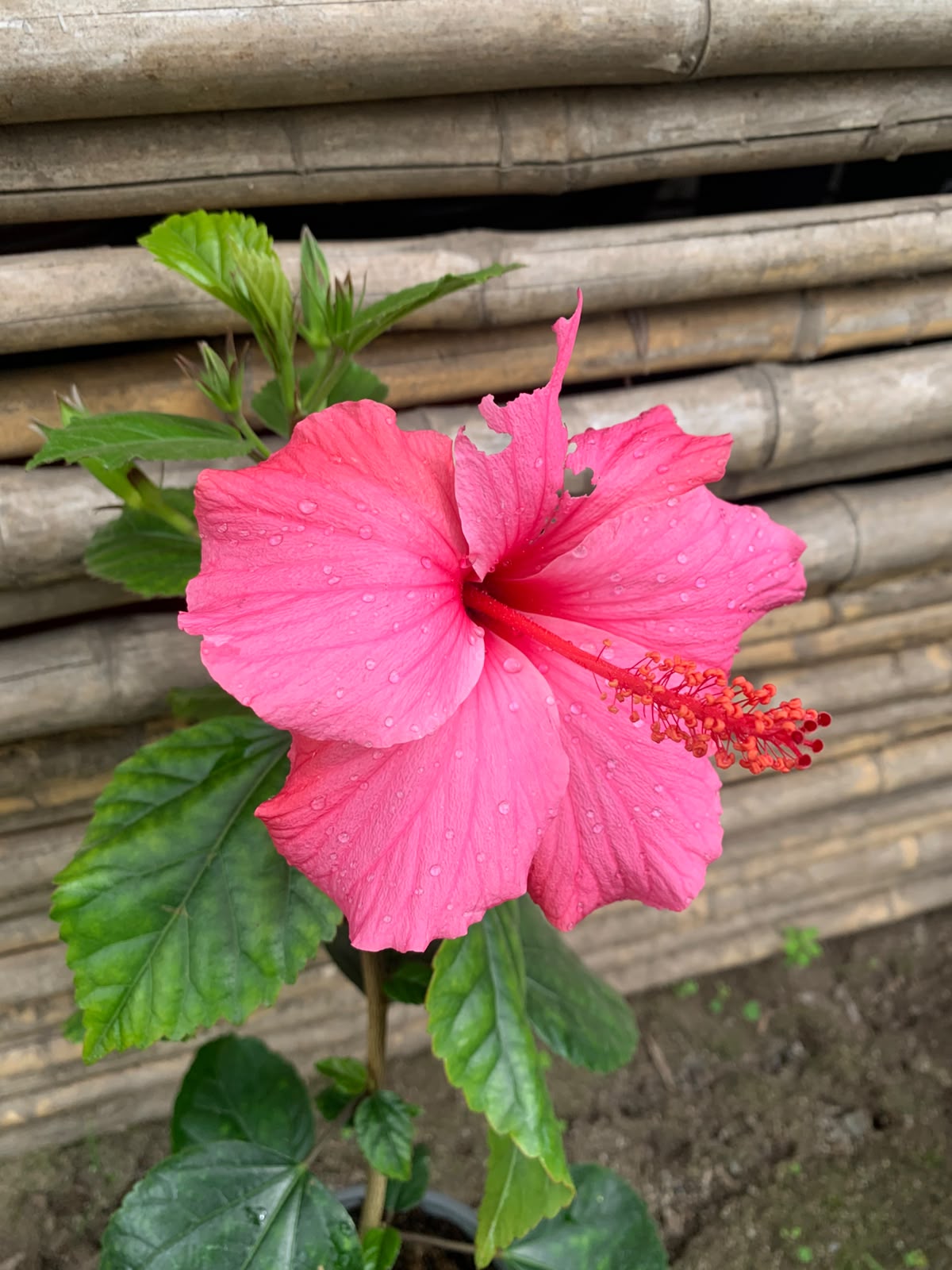 Hibisco simple rosado