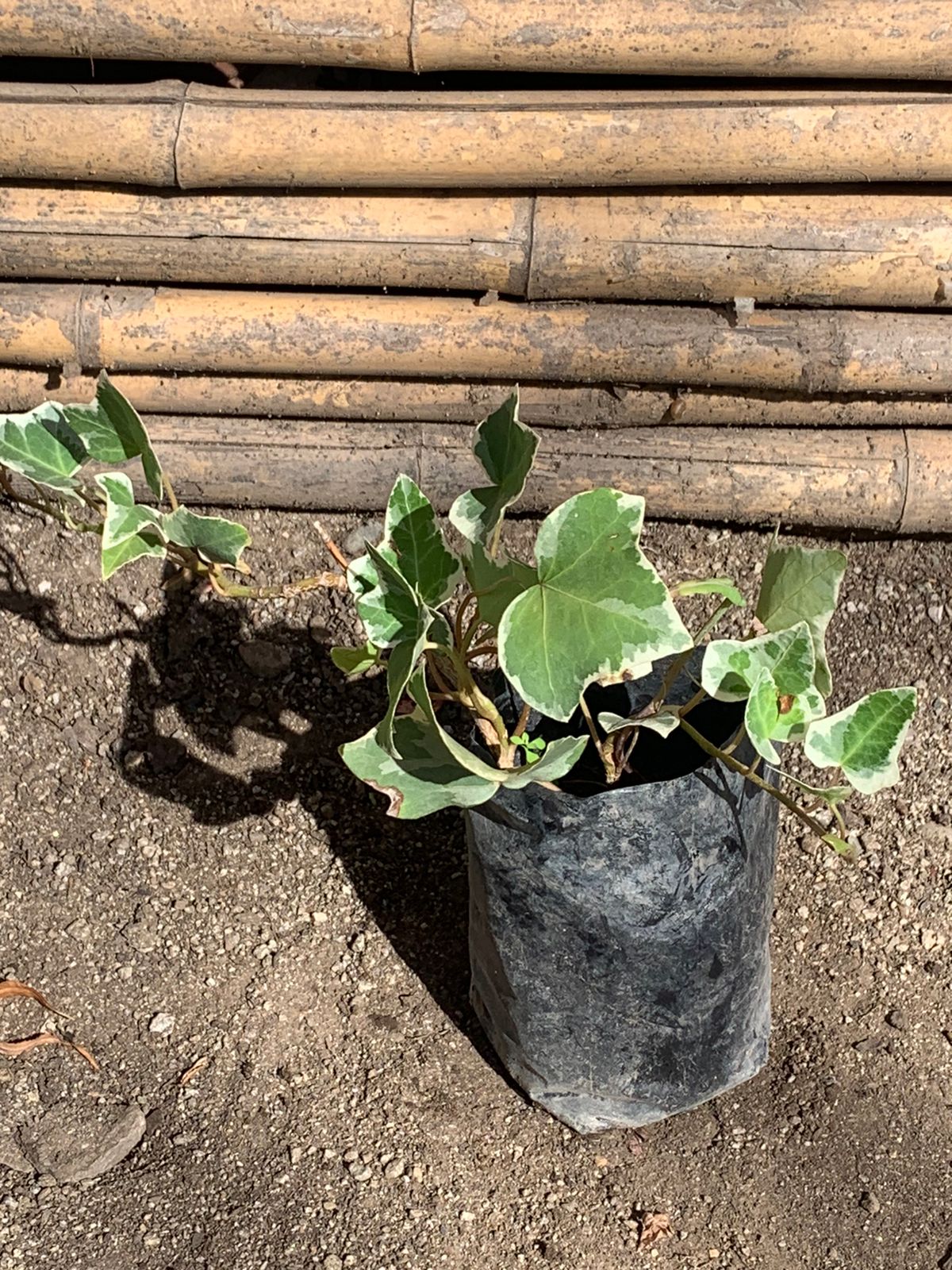 Hiedra Variegada