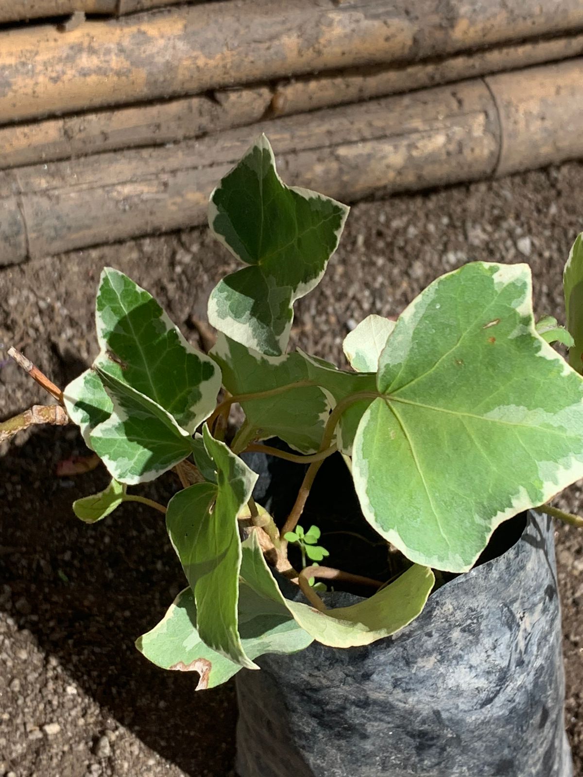 Hiedra Variegada