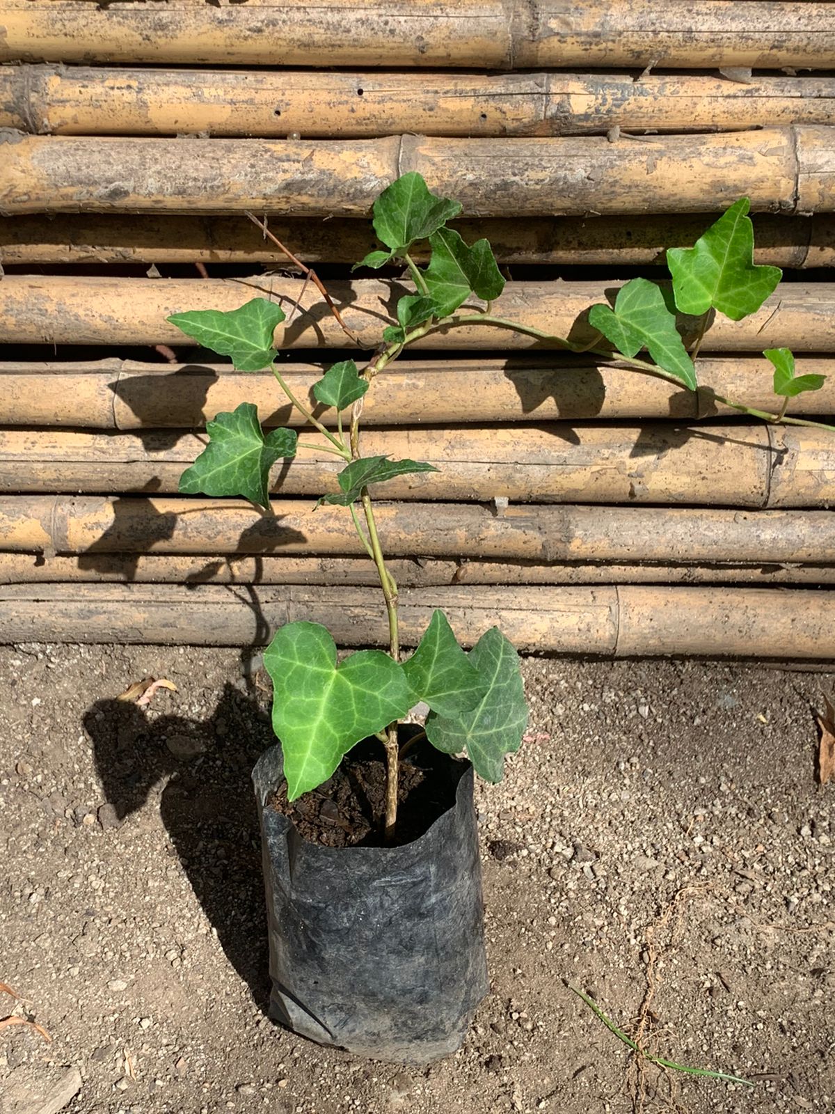 Hiedra Verde