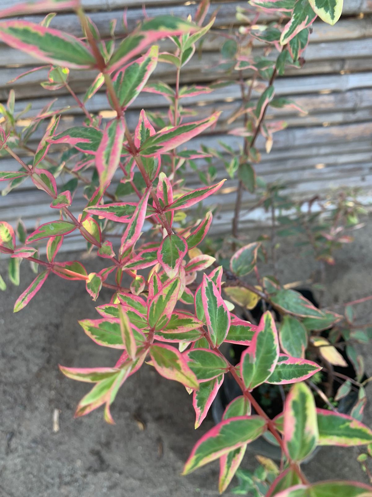 Hipérico variegado