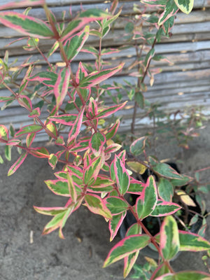 Hipérico variegado