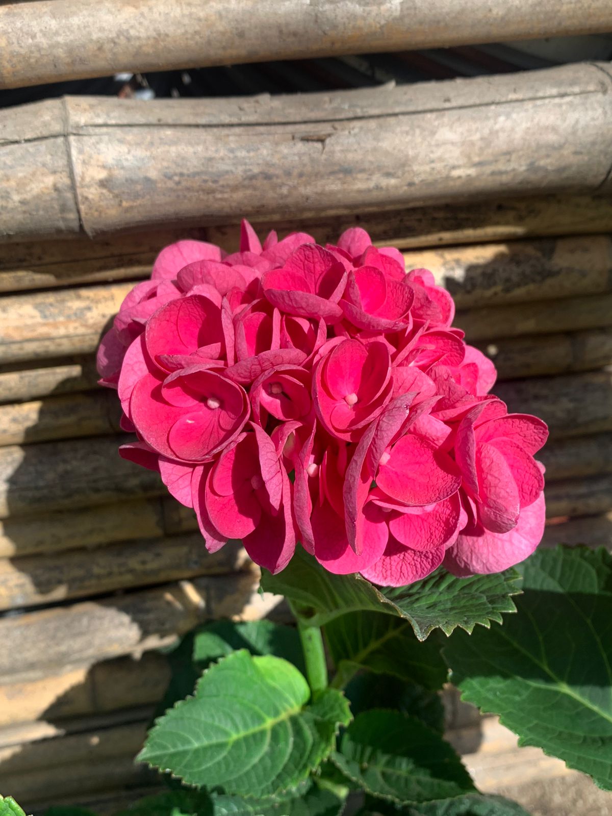 Hortensia Rosada