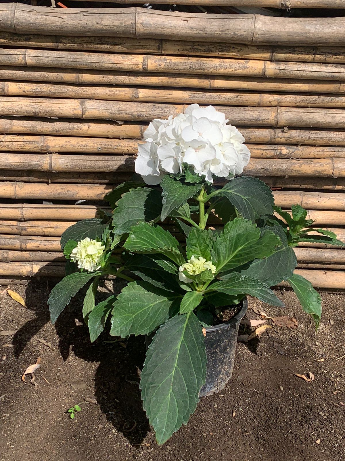 Hortensia Blanca