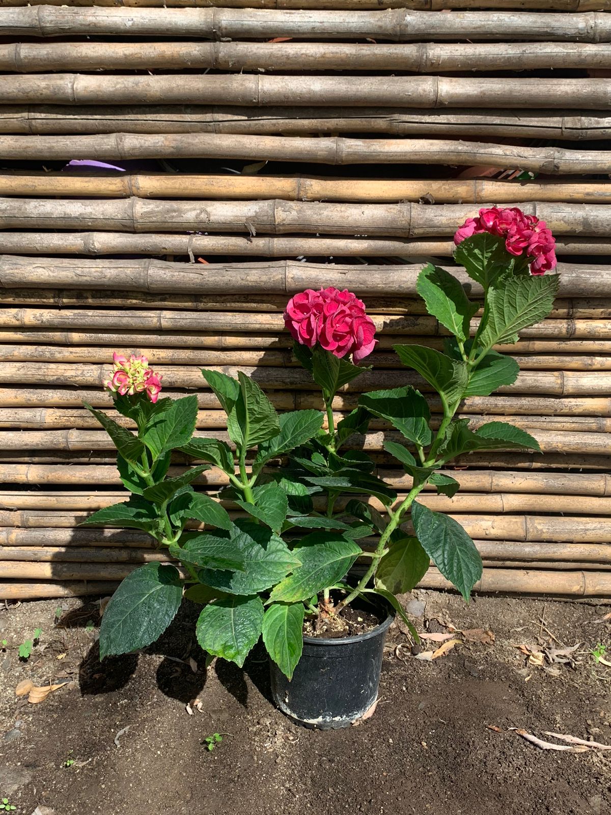 Hortensia Rosada