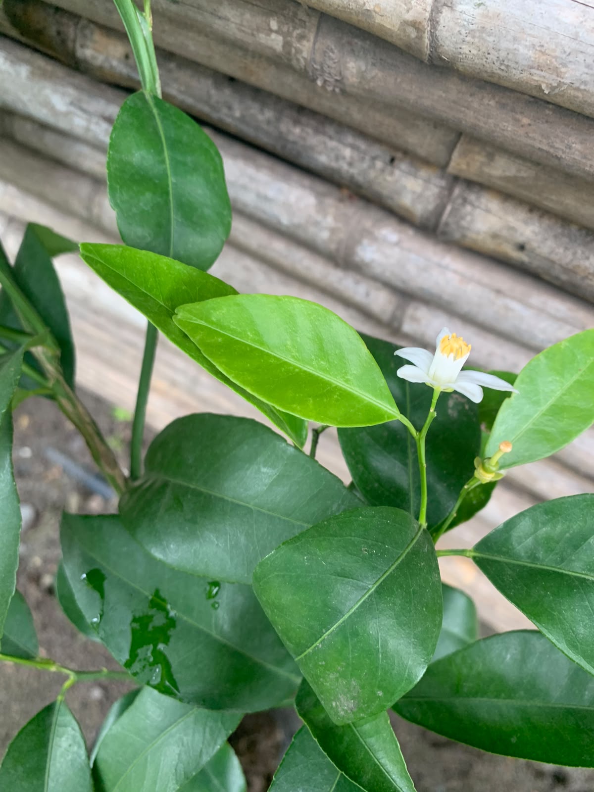 Mandariquat