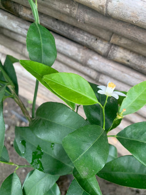 Mandariquat