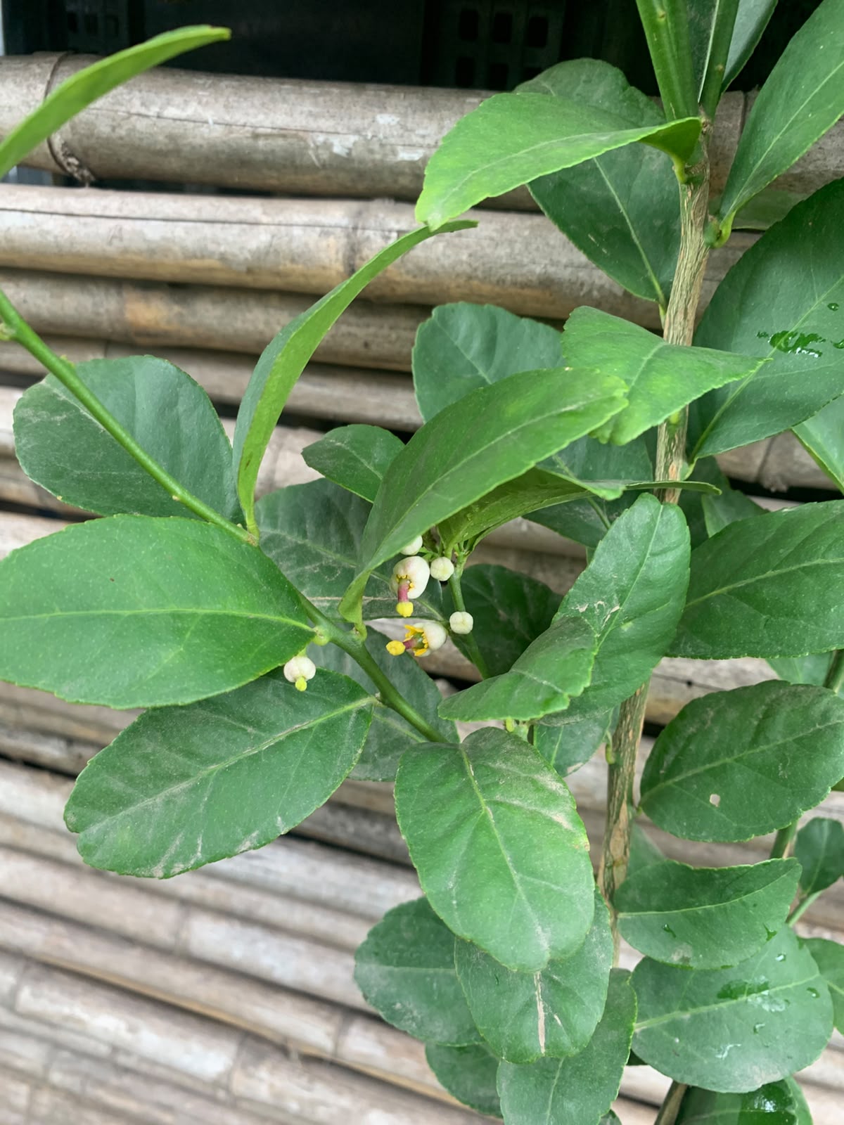 Limón Pica