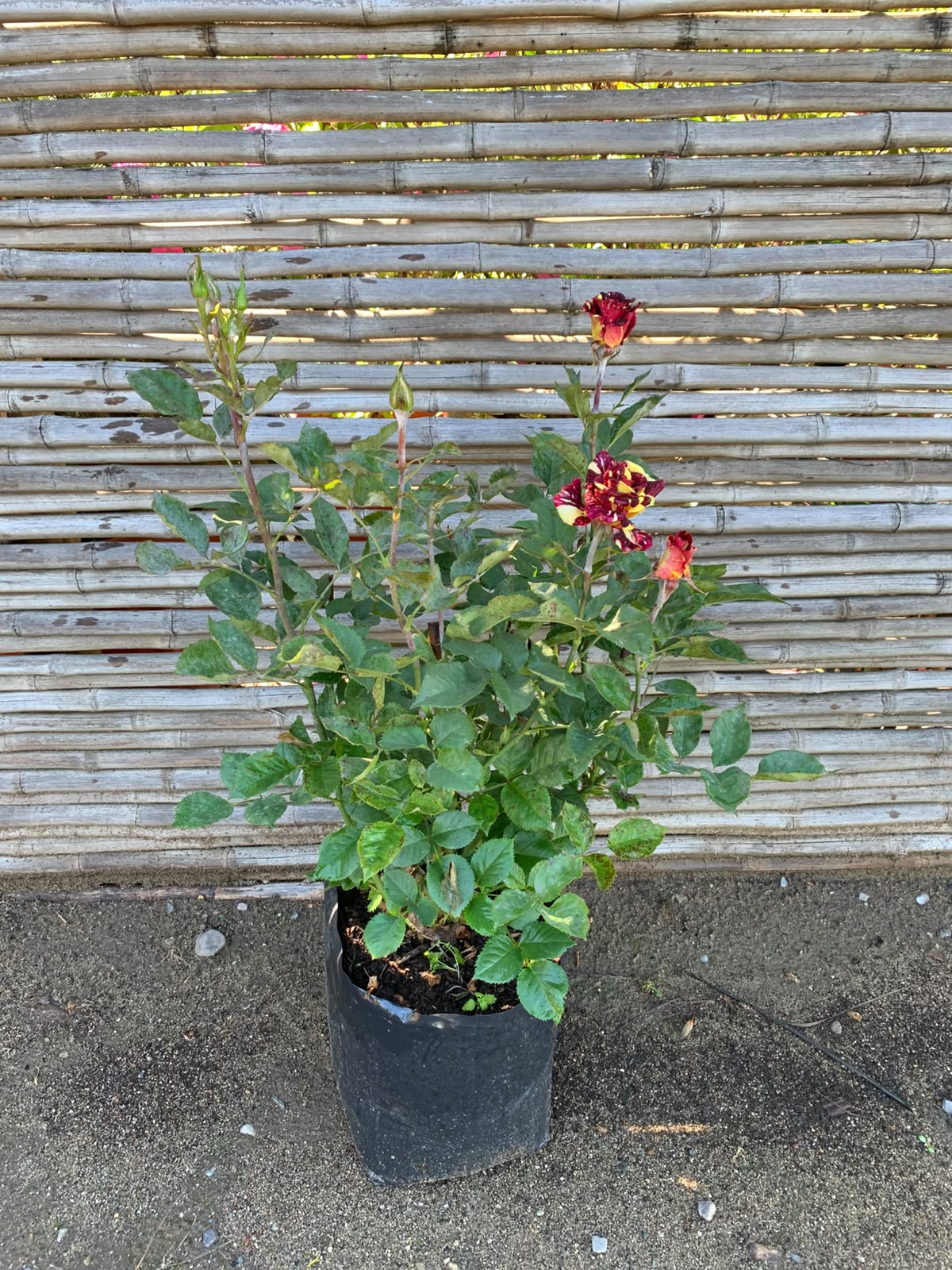 Rosa Abracadabra Tigre