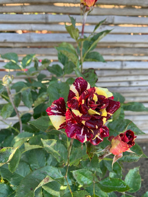 Rosa Abracadabra Tigre