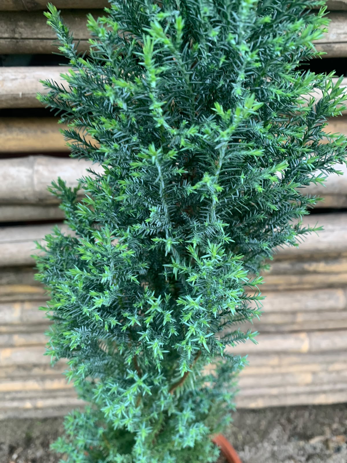 Elwoody - Chamaecyparis lawsoniana 'Ellwoodii' (60 cm)