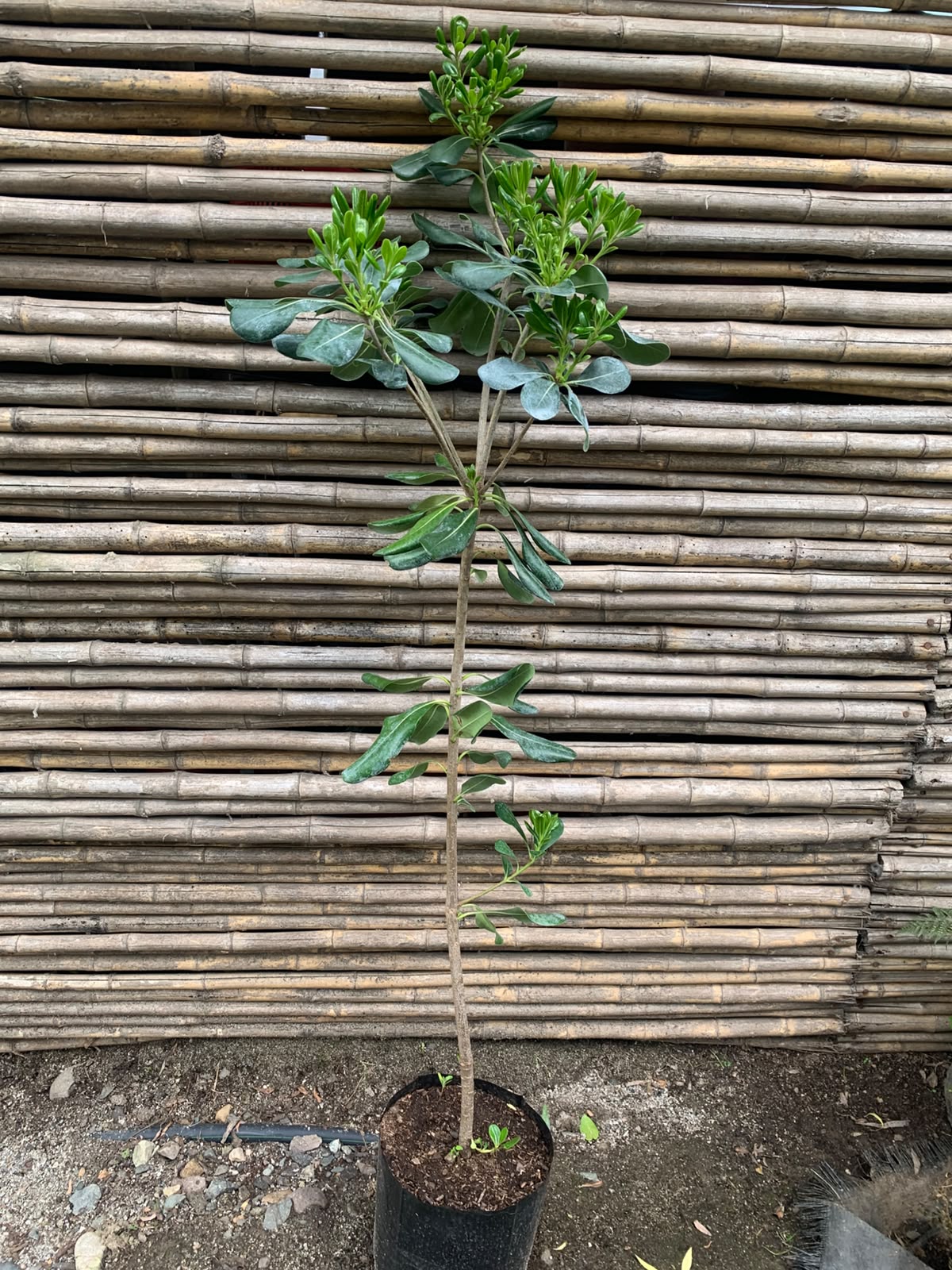 Tobira Arbustivo