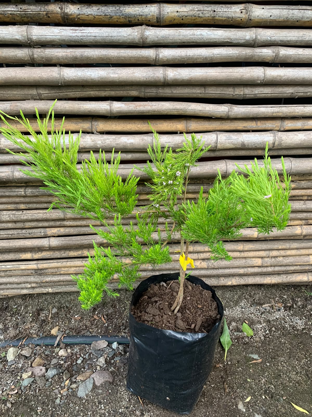 Diosma