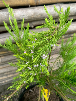 Diosma