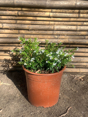 Verónica Colombiana - Cuphea Hyssopifolia  (Blanca)