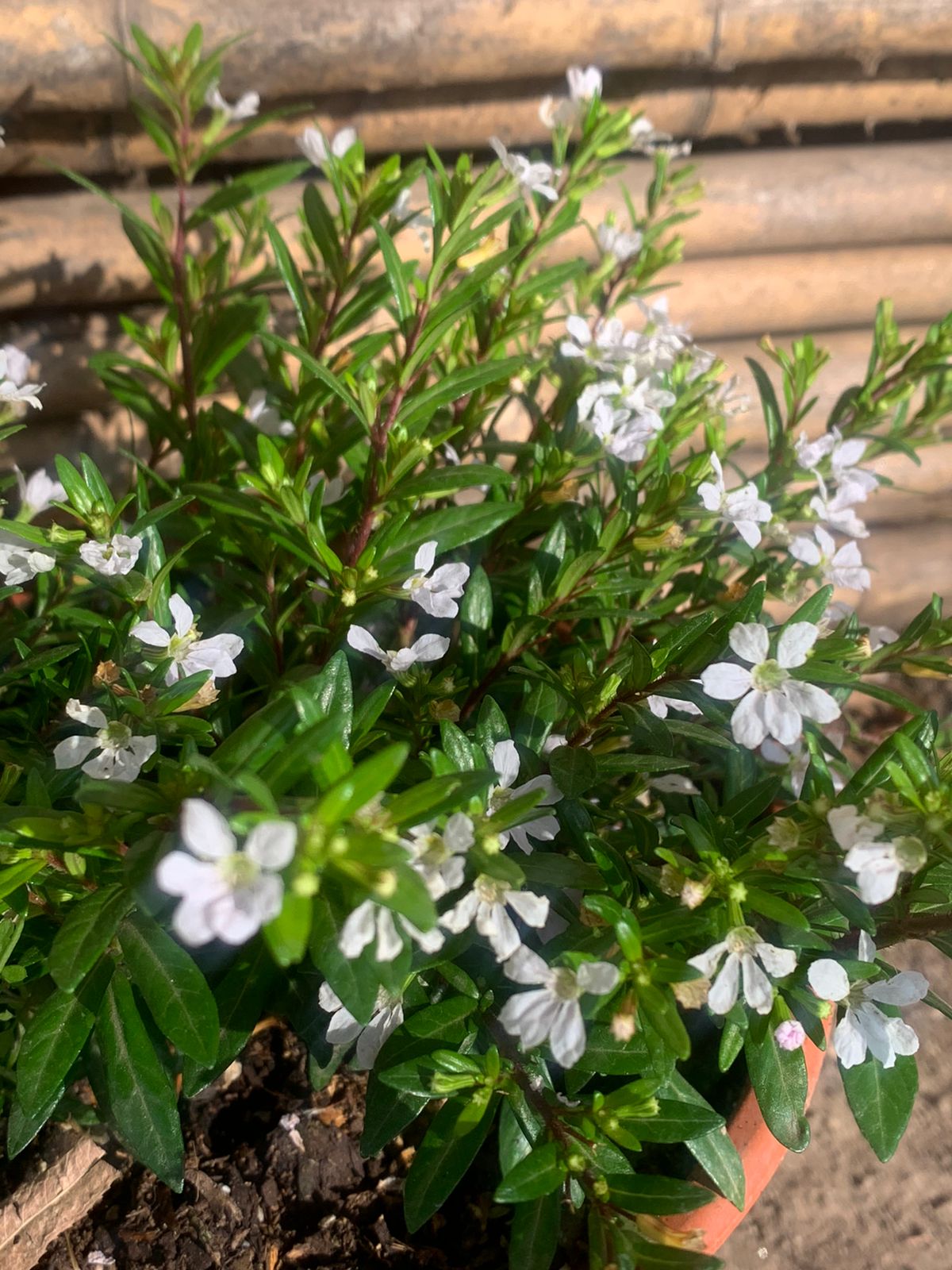 Verónica Colombiana - Cuphea Hyssopifolia  (Blanca)
