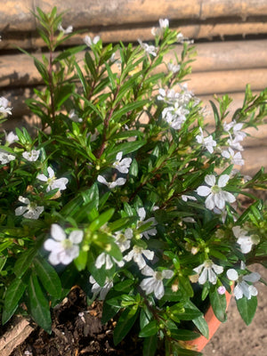Verónica Colombiana - Cuphea Hyssopifolia  (Blanca)