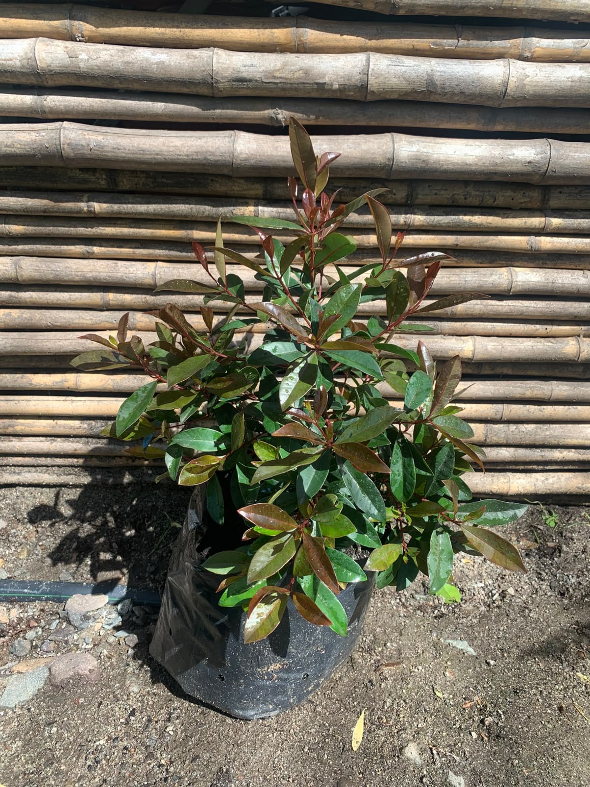 Mirseugenia - Myrceugenia exsucca (30 - 40 cm)