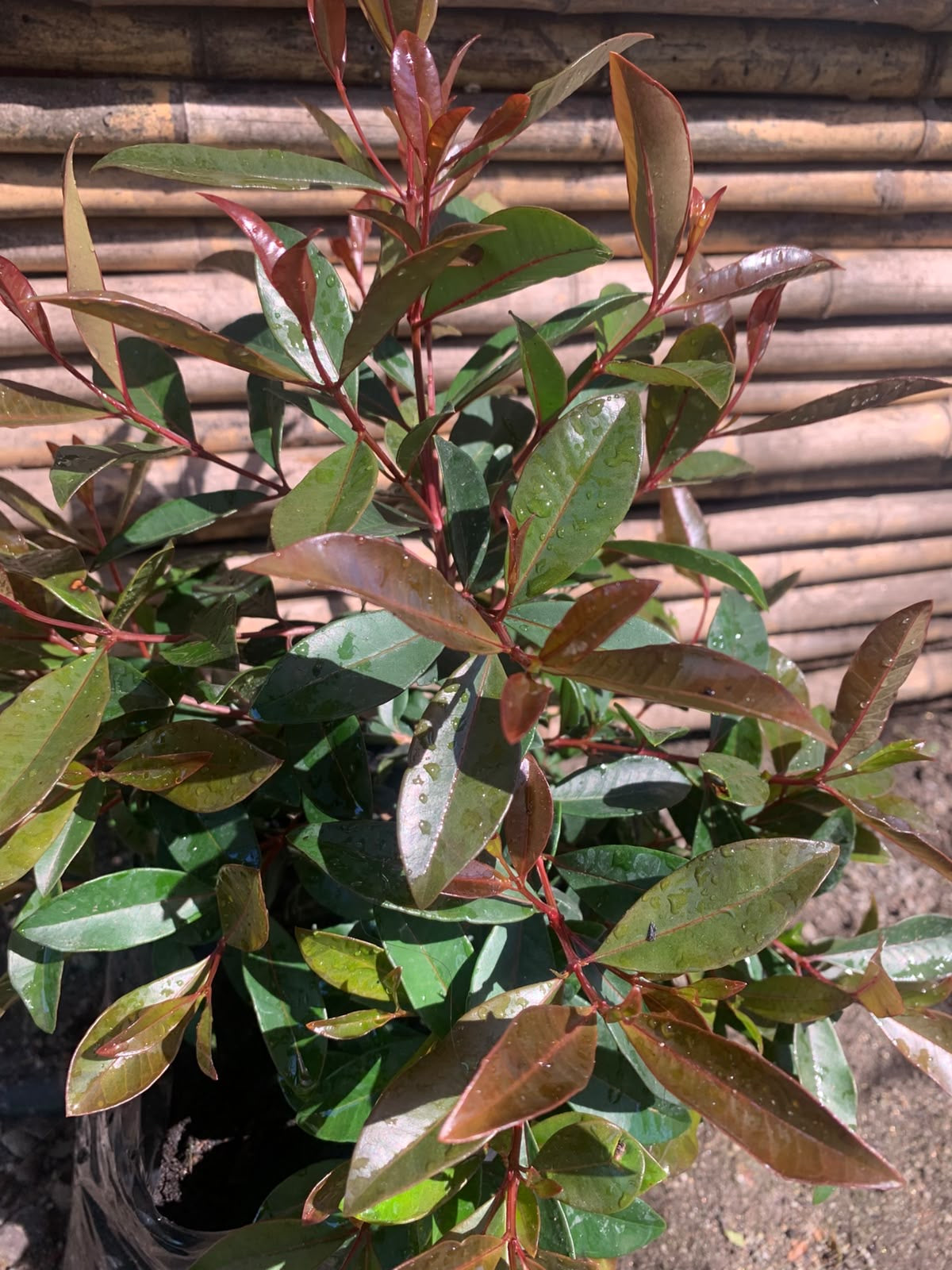 Mirseugenia - Myrceugenia exsucca (30 - 40 cm)