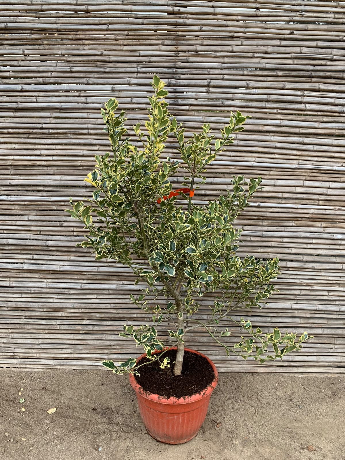 Ilex variegado