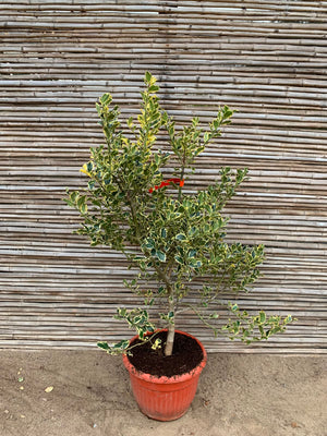 Ilex variegado