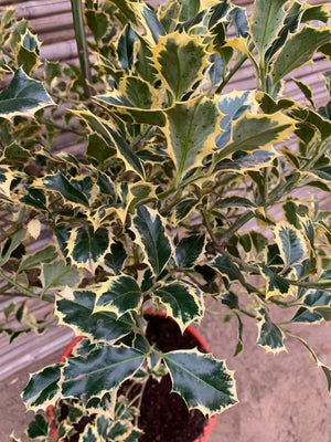 Ilex variegado