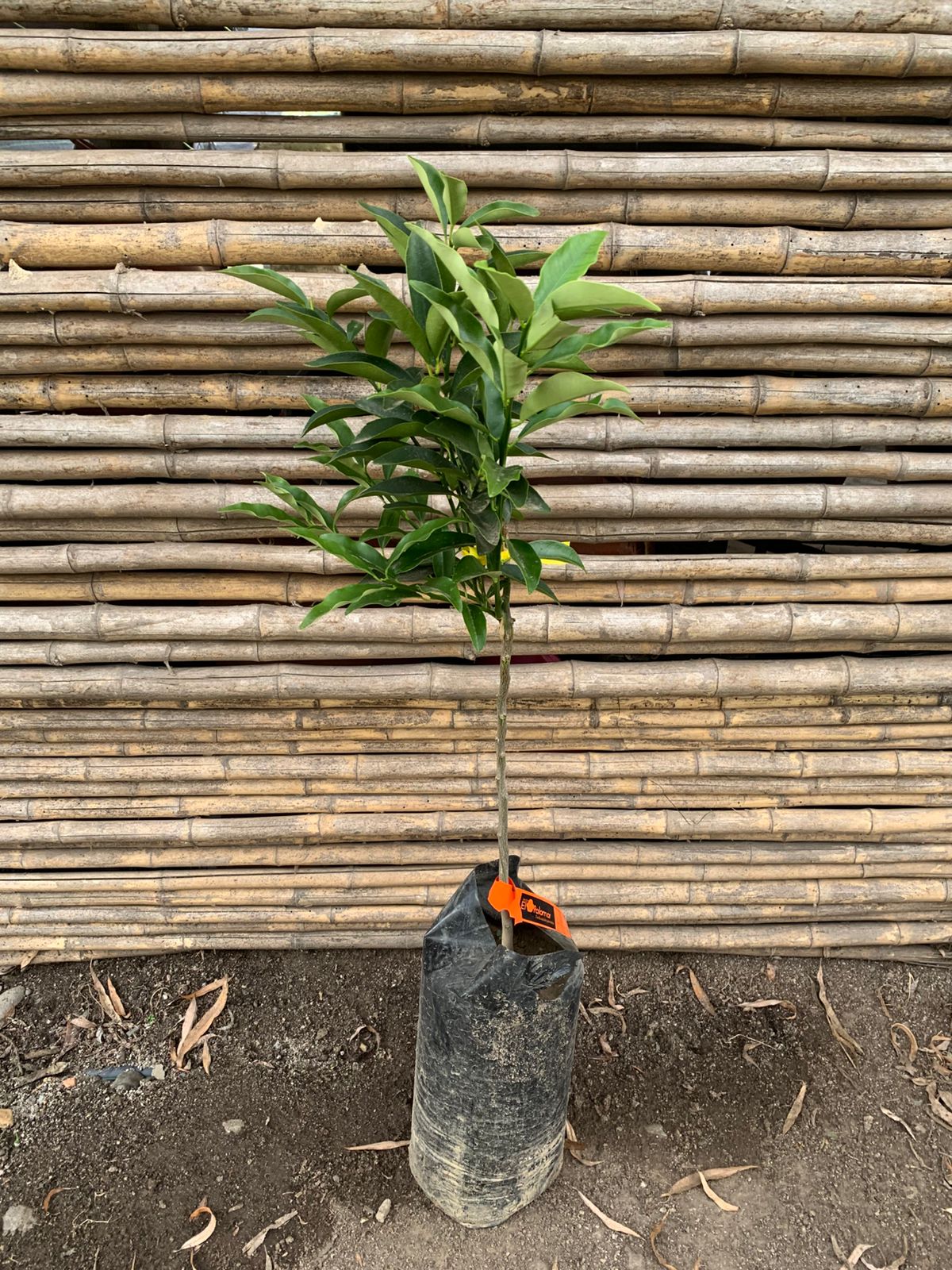 Kumquat