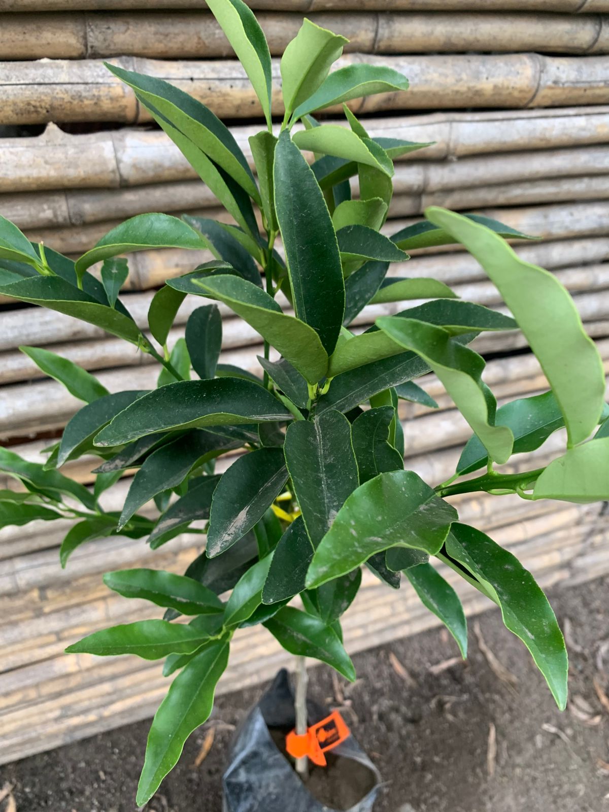 Kumquat