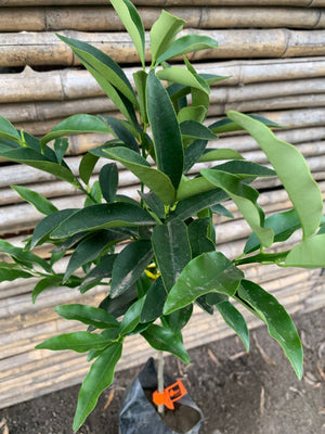 Kumquat