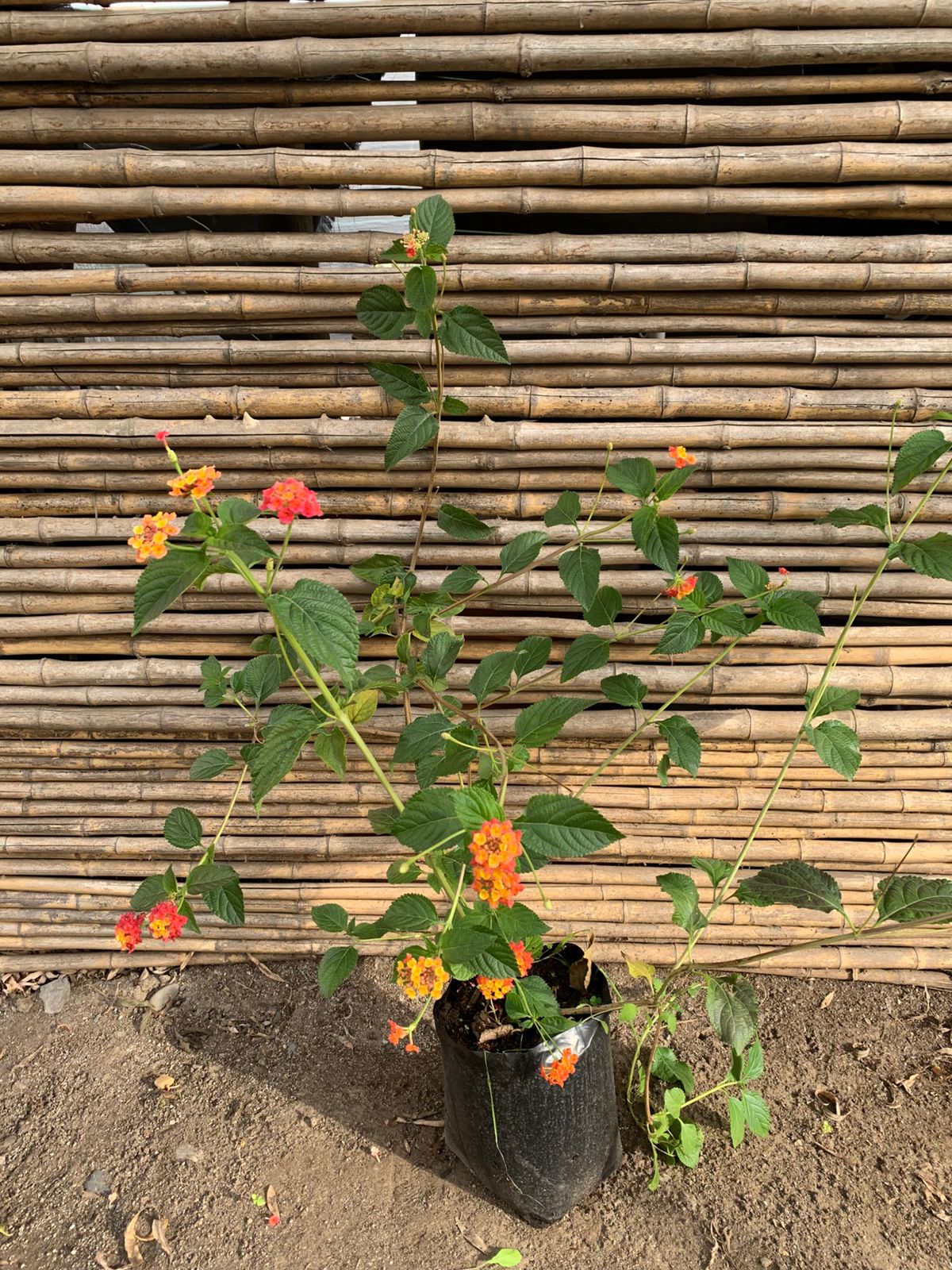 Lantana arbustiva
