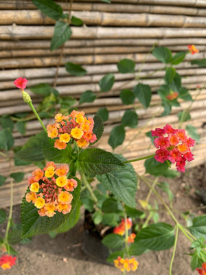 Lantana arbustiva